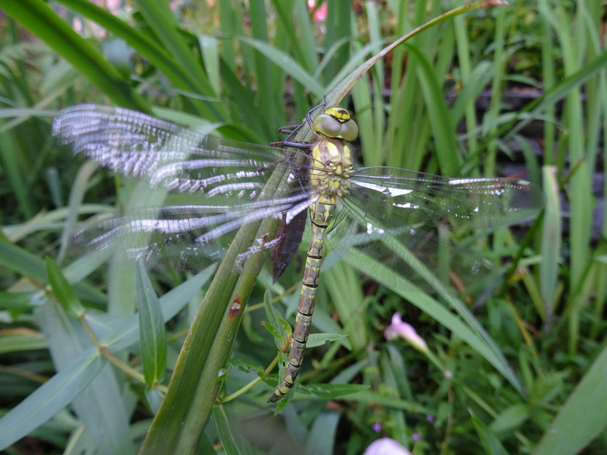 Sfarfallamento di una libellula della specie Aeshna cyanea (foto R. Matasci-Brüngger)